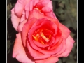 Rose #21
