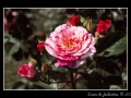 Rose #23