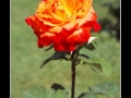 Rose #24