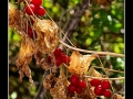 Berries #01