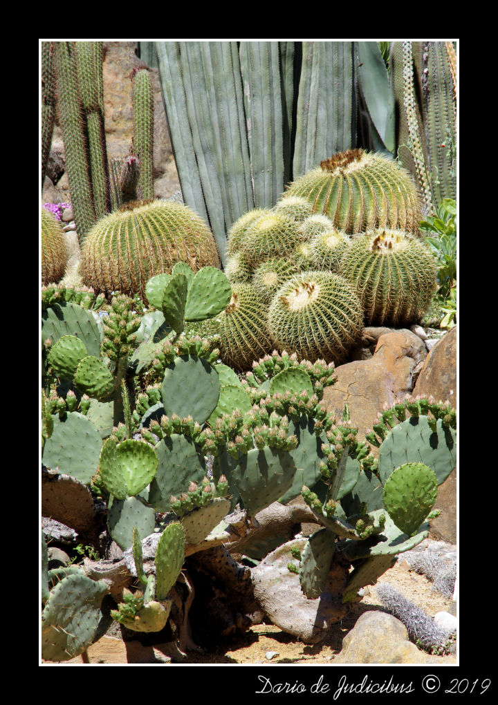 Cactus #03