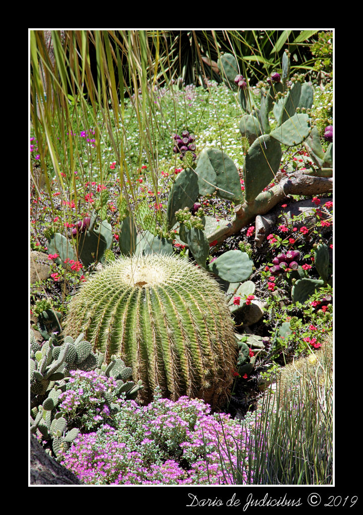 Cactus #06