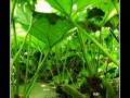 Garden #05