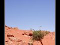 Wadi Rum #17