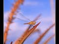 Dragonfly #06