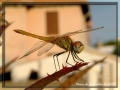 Dragonfly #01 Dragonfly #01