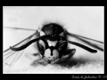 Wasp #05