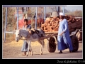 Cart & donkey