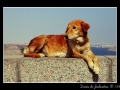 Egyptian dog