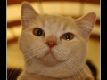 British Shorthair #07