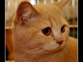 British Shorthair #08