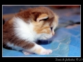 Calico #07