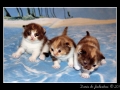 Calico #08