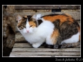 Tricolor cat