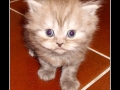 Highlander Kitten