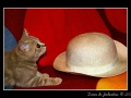 Kitten & Hat
