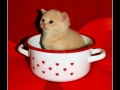Kitten in the cup