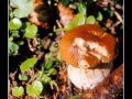 Mushrooms #01