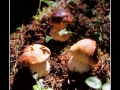Mushrooms #03