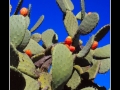 Prickly pears