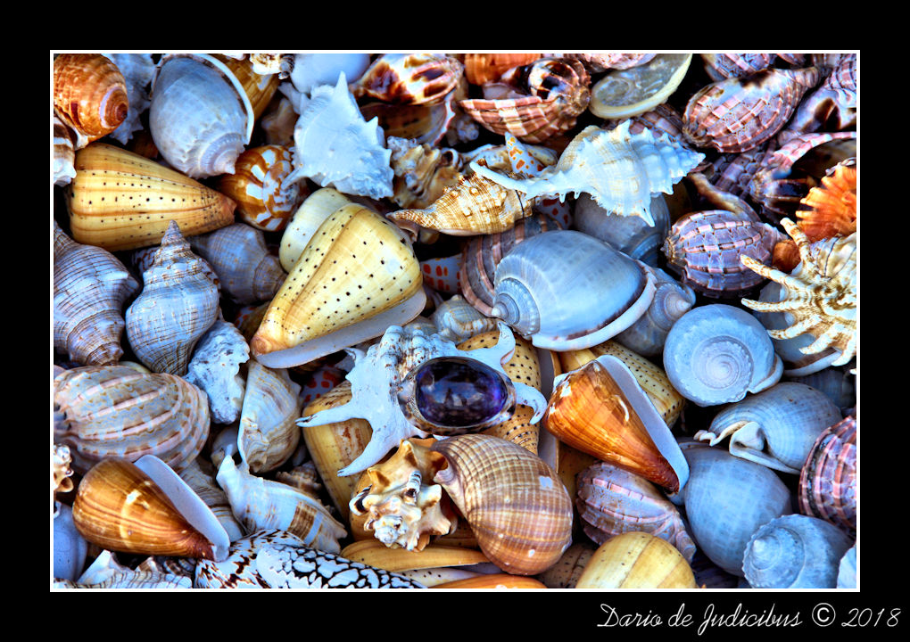 Shells #01