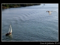 Boat and seagull