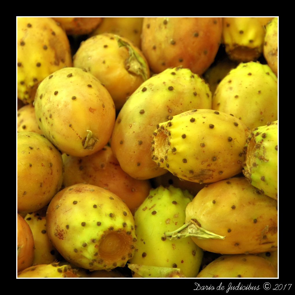 Prickly Pears #01
