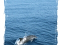 Jumping dolphin