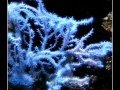 Coral #2