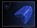 Mnemiopsis leidyi