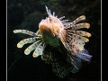 Pterois volitans