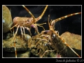 Palinurus elephas