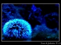 Sea urchin #1