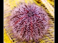 Sea urchin #2