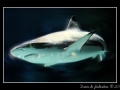Carcharhinus melanopterus #2