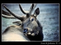 Canadian deer Canadian deer