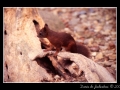 Red squirrel #01