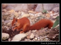 Red squirrel #02