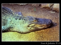 Crocodile