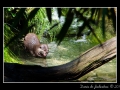 Otter #1