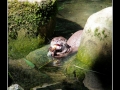 Otter #4