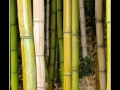 Bamboo #01
