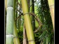 Bamboo #02